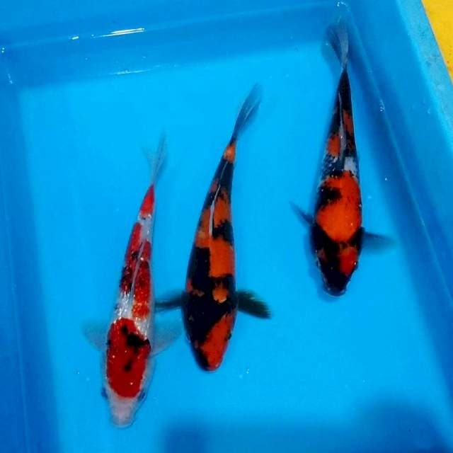 Sanke ginrin, hiutsuri, showa mantab