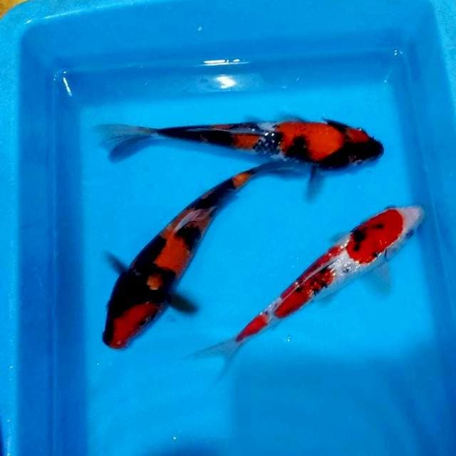 Sanke ginrin, hiutsuri, showa mantab