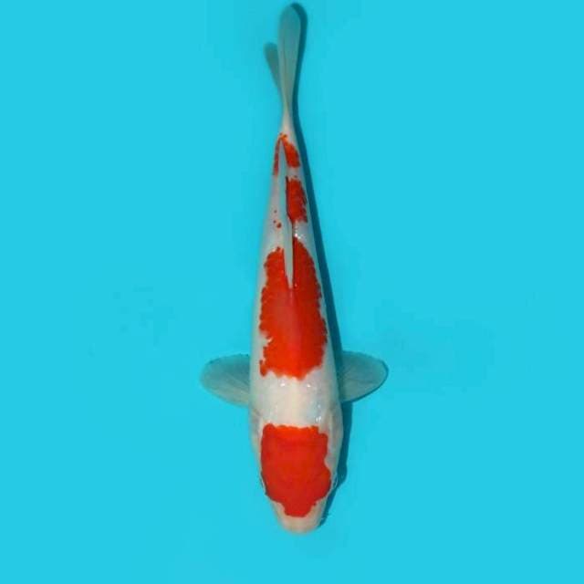 MARUTEN KOHAKU 22 CM
