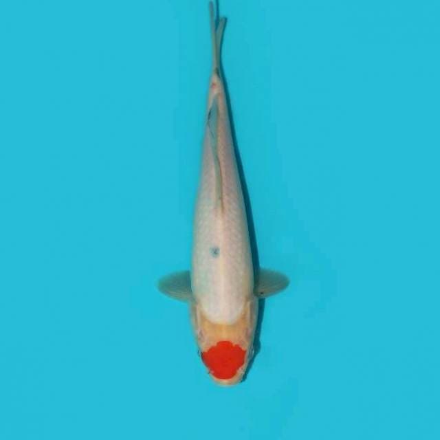 TANCHO SANKE TATEGOI 24 CM