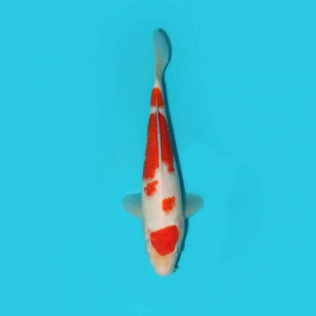 KOHAKU 21 CM