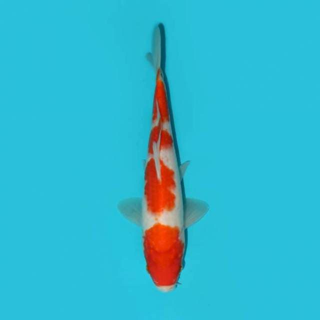 YONDAN KOHAKU 20 CM
