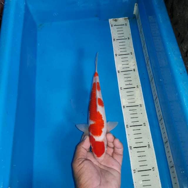 Kohaku f1