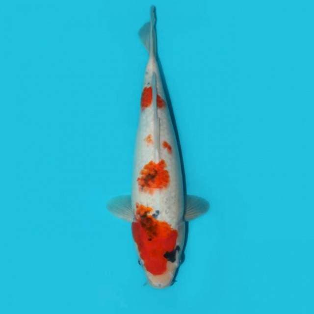 SHOWA TATEGOI 34 CM