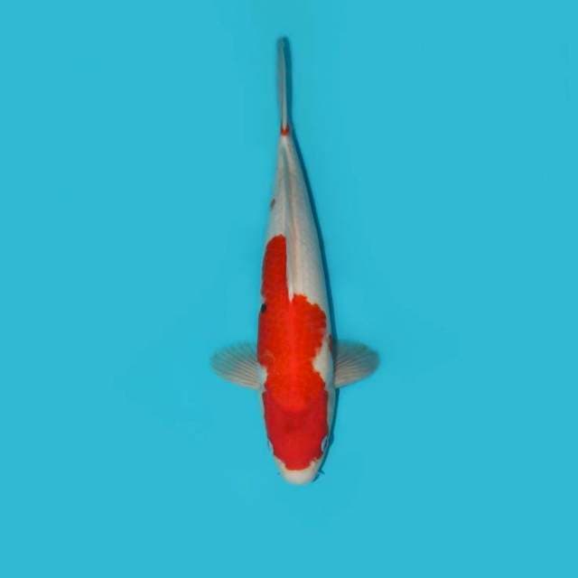 SANKE TATEGOI 36 CM
