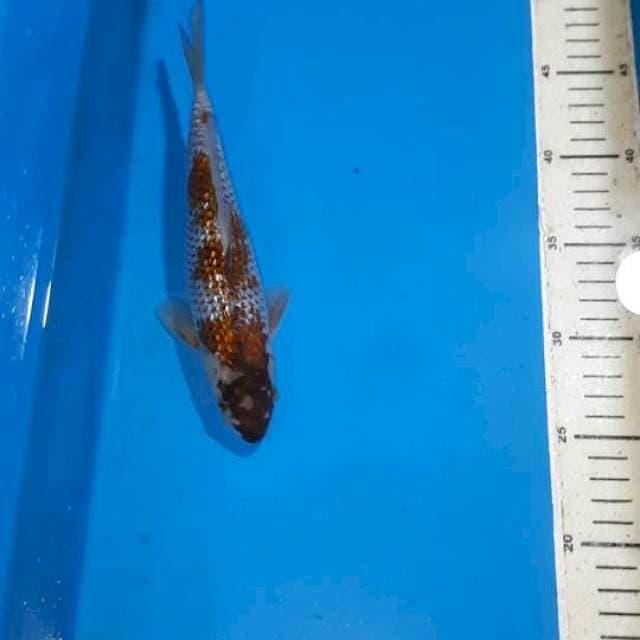 OCHIBA GINDRIN 23 CM