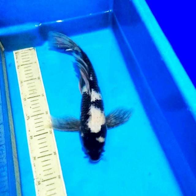 Butterfly shiro koleksi langka 40bu