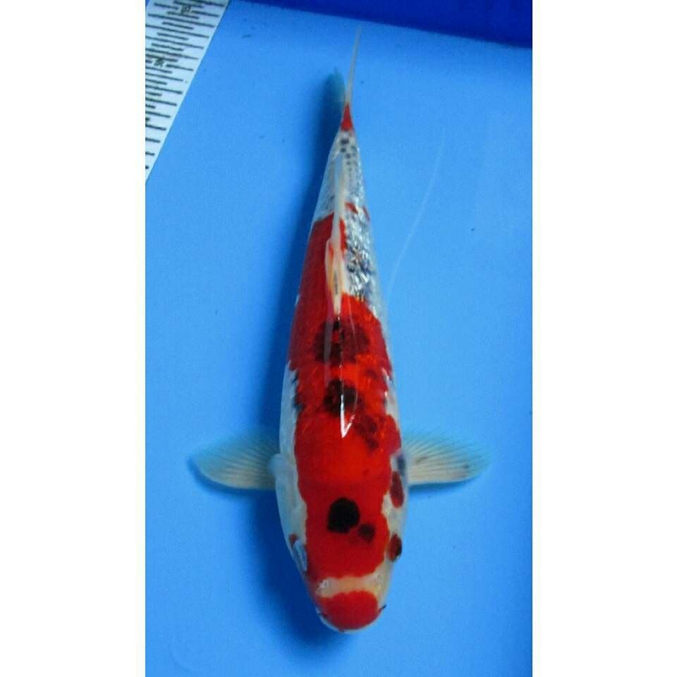 GHOSIKI GINDRIN 35 CM
