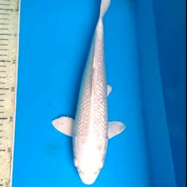 Platinum 34cm
