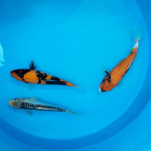 Mix koi 1