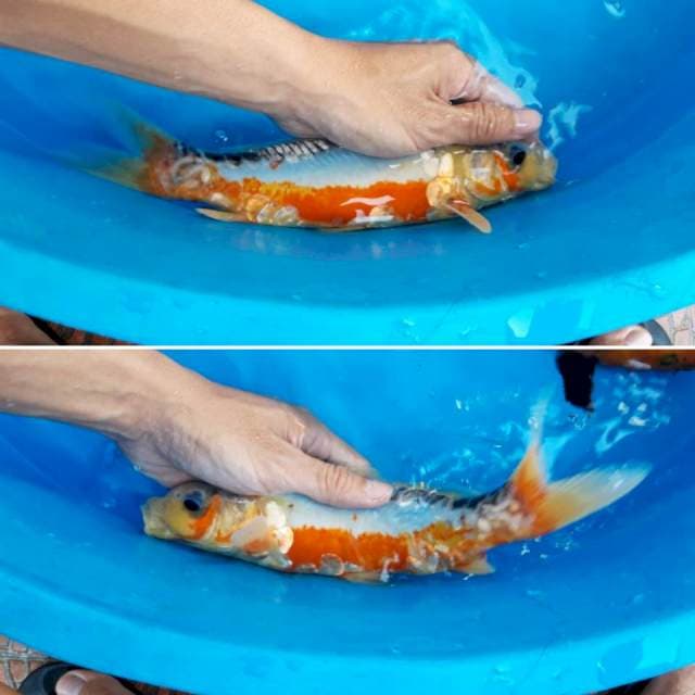 Mix koi 2