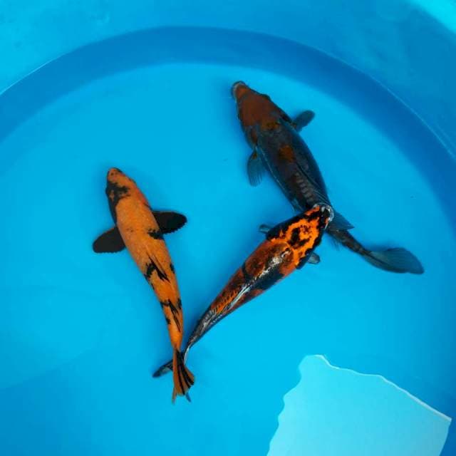 Mix koi 3