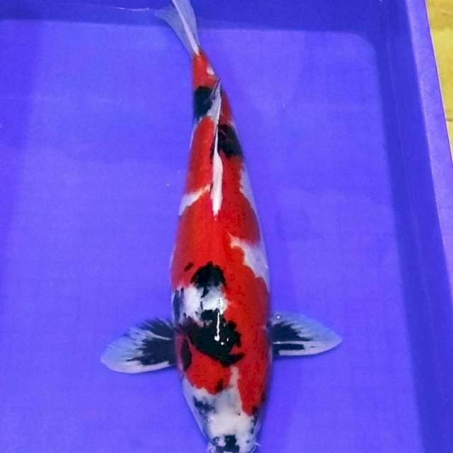 Inazuma showa merah jantan 50bu
