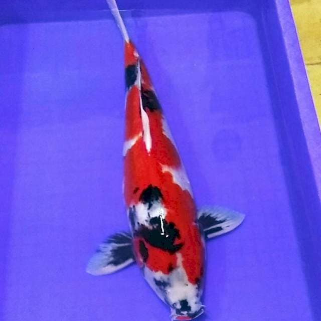 Inazuma showa merah jantan 50bu