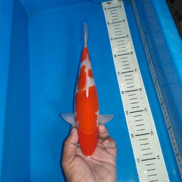 Kohaku f1