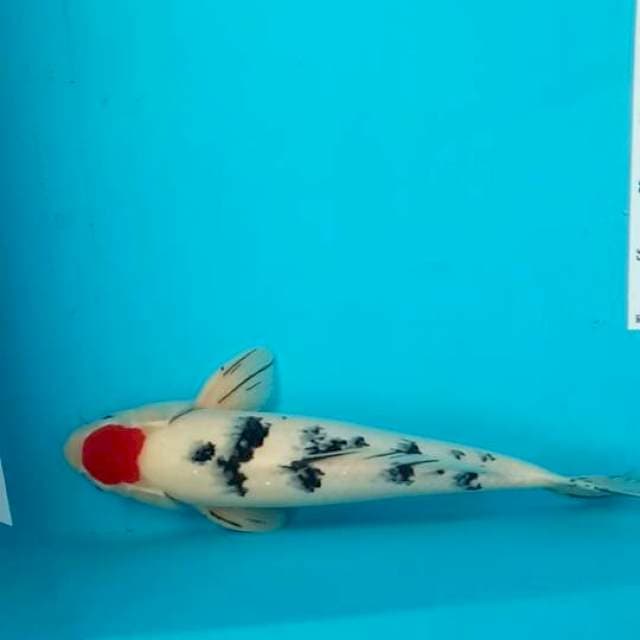Tancho sanke original 43cm