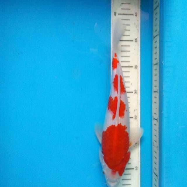 Sandan kohaku