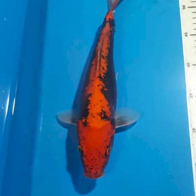 BENIKUMONRYU 30 CM