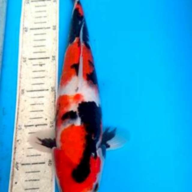 Showa 35cm