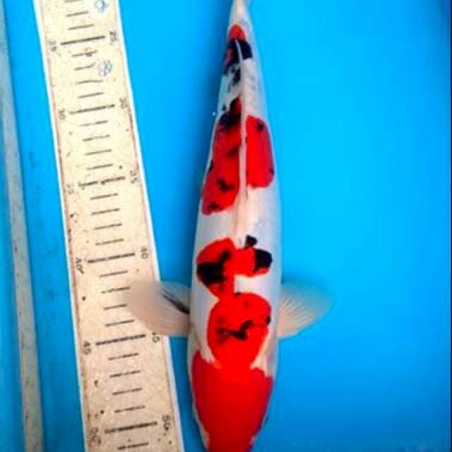 Sanke doit 33cm
