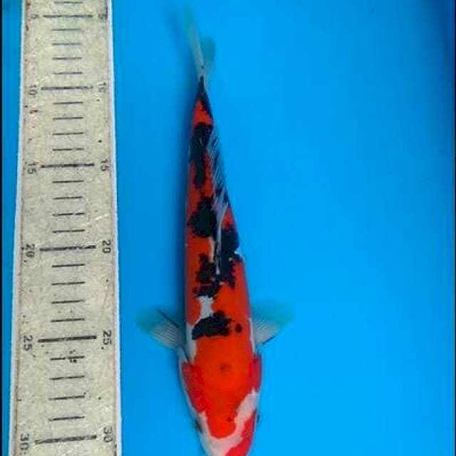 Sanke doit 25cm