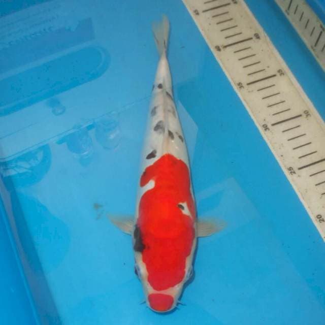 KUCIBENI