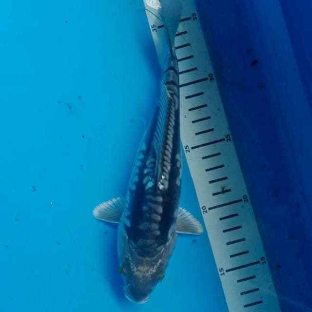 Antic 23 cm