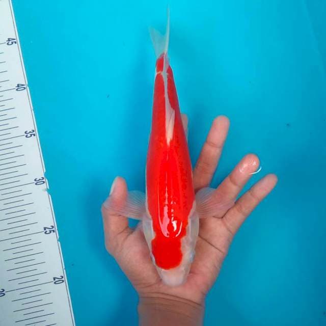 KOHAKU #25CM