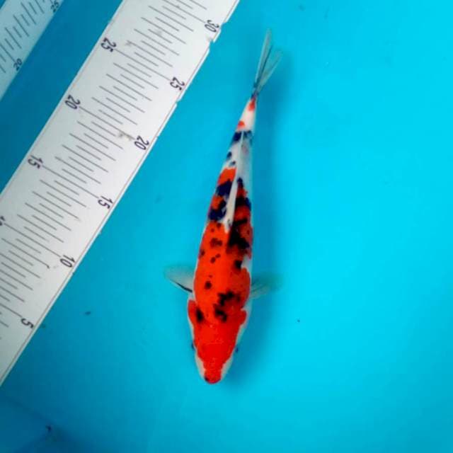SANKEI #25CM