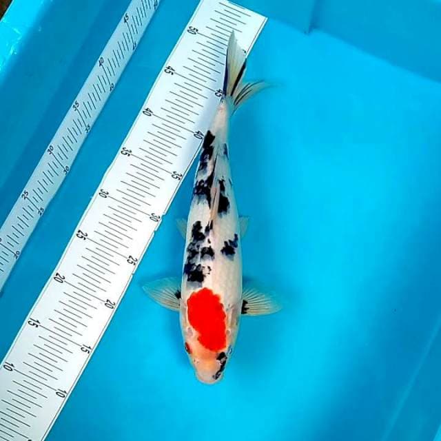 TC SANKEE #35CM