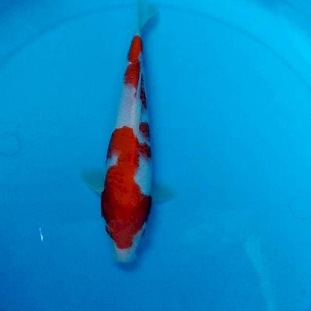 Kohaku ajib 25
