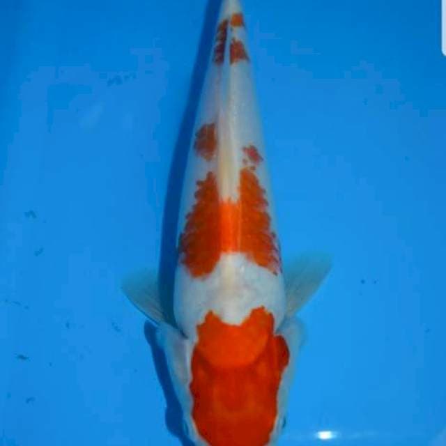 Kohaku