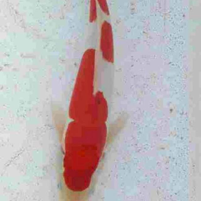 Kohaku