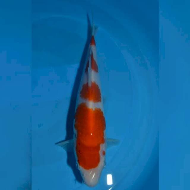 Kohaku 4 step