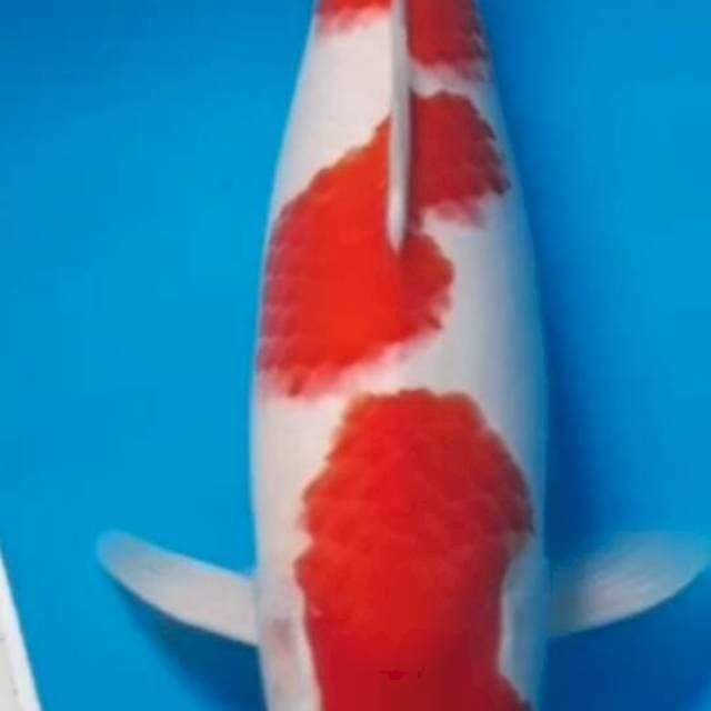 kohaku SQ