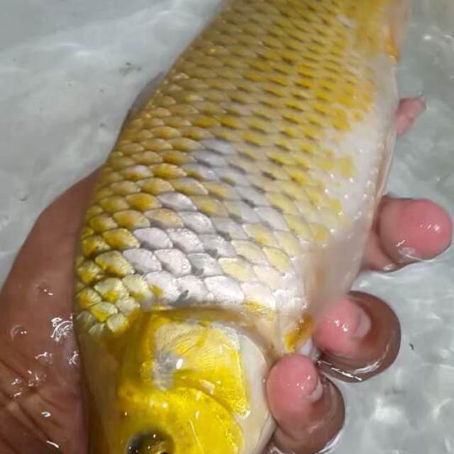 Ociba berpunuk