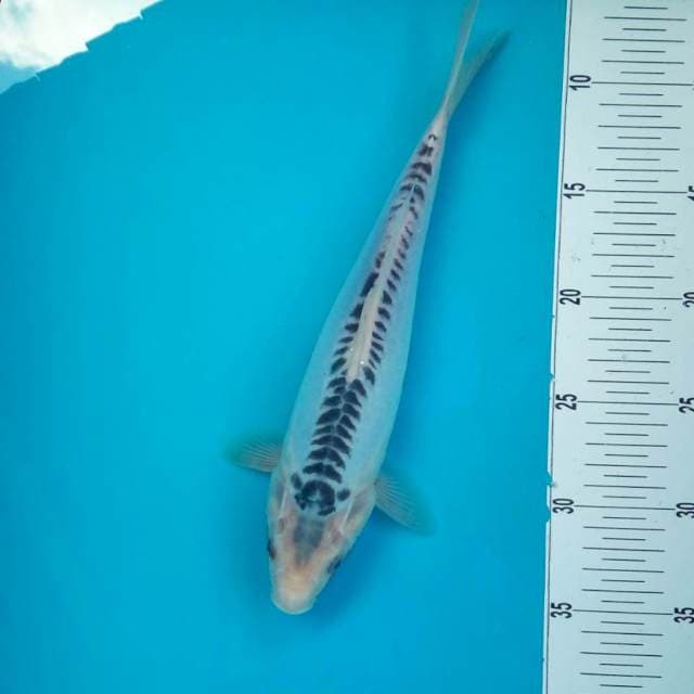 SHUSUI #27CM