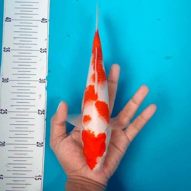 KOHAKU #26CM