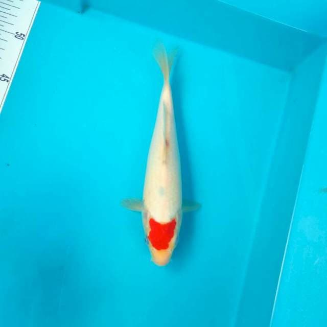 TANCHO #25CM