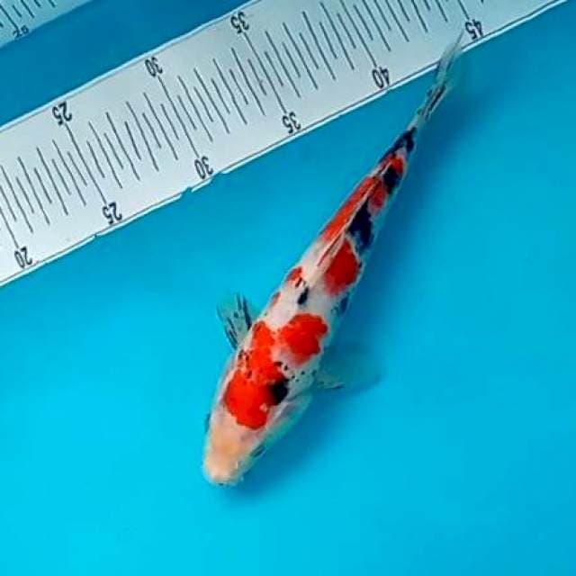 SANKE #25CM