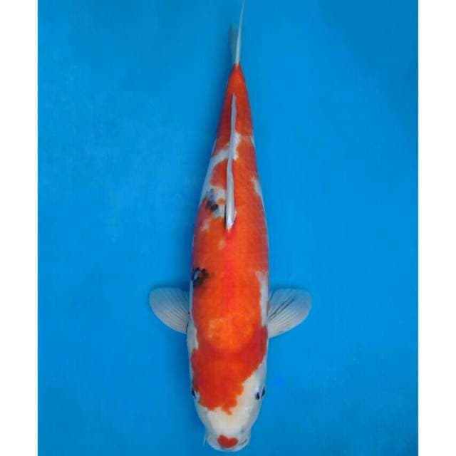Okawa Sanke Female