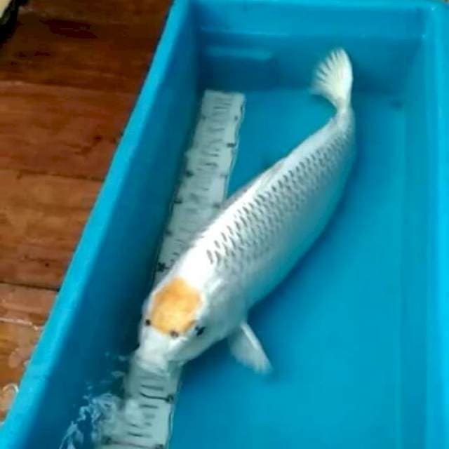 import tancho kujaku jombo 55bu