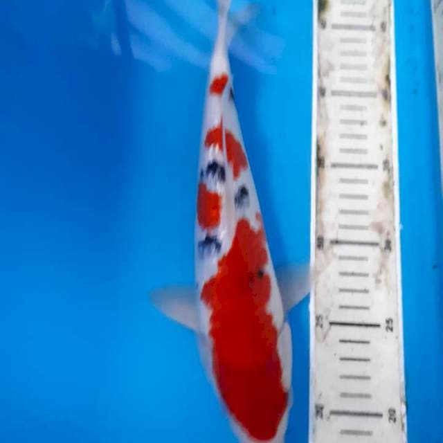SANKE GINRIN 29 CM SQ