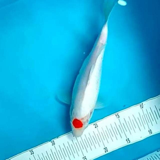 TANCHO FM #30CM