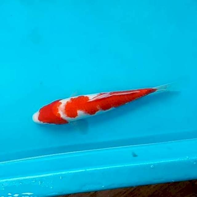 KOHAKU #26CM