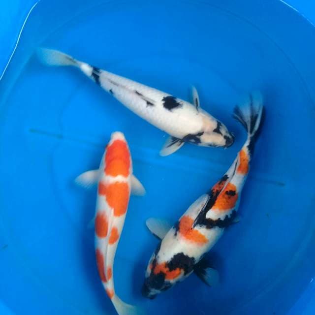 Sk mix koi