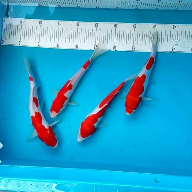 PAKET KOHAKU # -+25CM