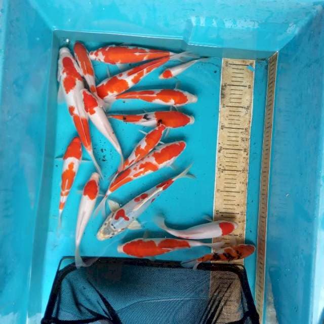 Kohaku tanco