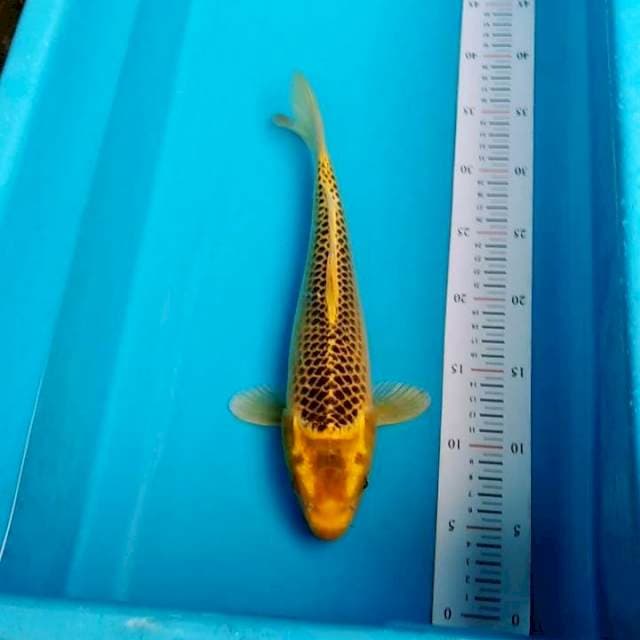 KI MATSUBA JARING BAGUS 32CM