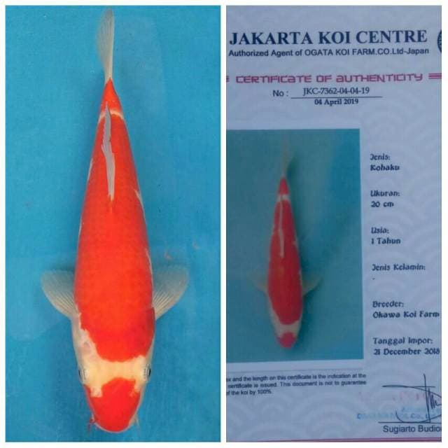 Okawa Kohaku